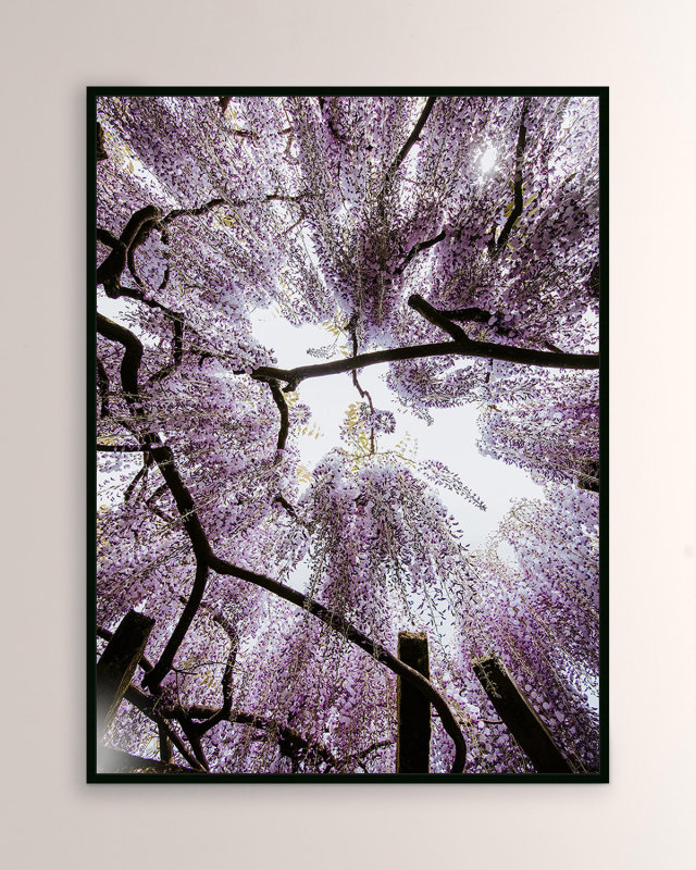 "Looking Up" Framed Giclee by Annie Spratt